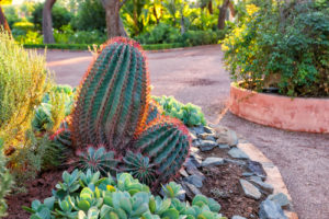 tempe landscaping