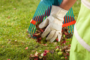 seasonal yard cleanup