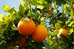 citrus tree