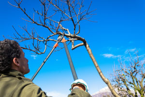 winter landscaping