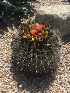 Flowering Barrel Cactus