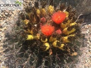 Barrel cactus blossoms