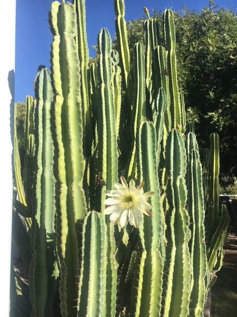 Hedge Cactus 