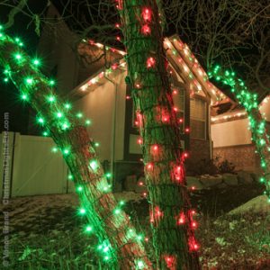 How to Wrap a Tree with Christmas Lights