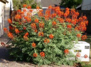 19+ Red Bird Paradise Plant