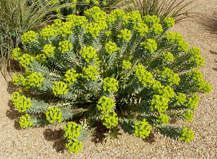 Spring Bloomer 5 Gopher Plant (Silver Spurge) Corona Landscape