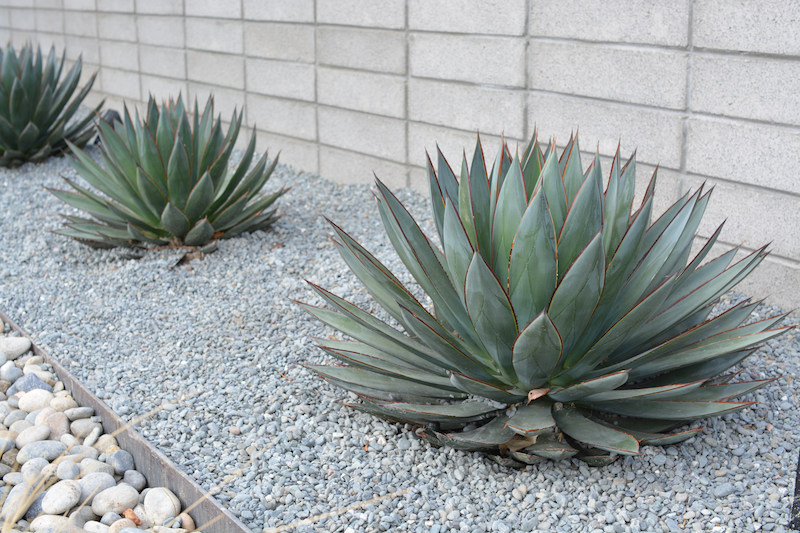 Blue Glow Agave Corona Landscape