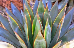 Blue Glow Agave leaves