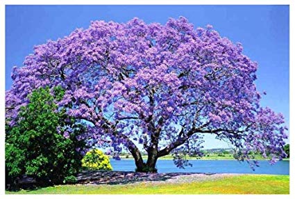 jacaranda trees tree
