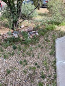 Weeds in gravel