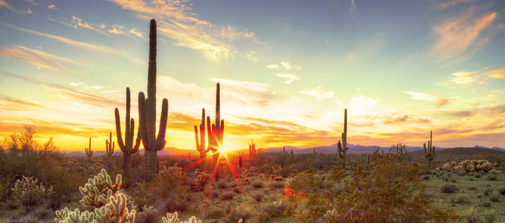 Beautiful Arizona desert sunset with Saguaro cactus