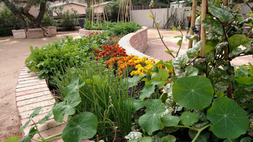 Arizona raised bed winding vegetable garden.